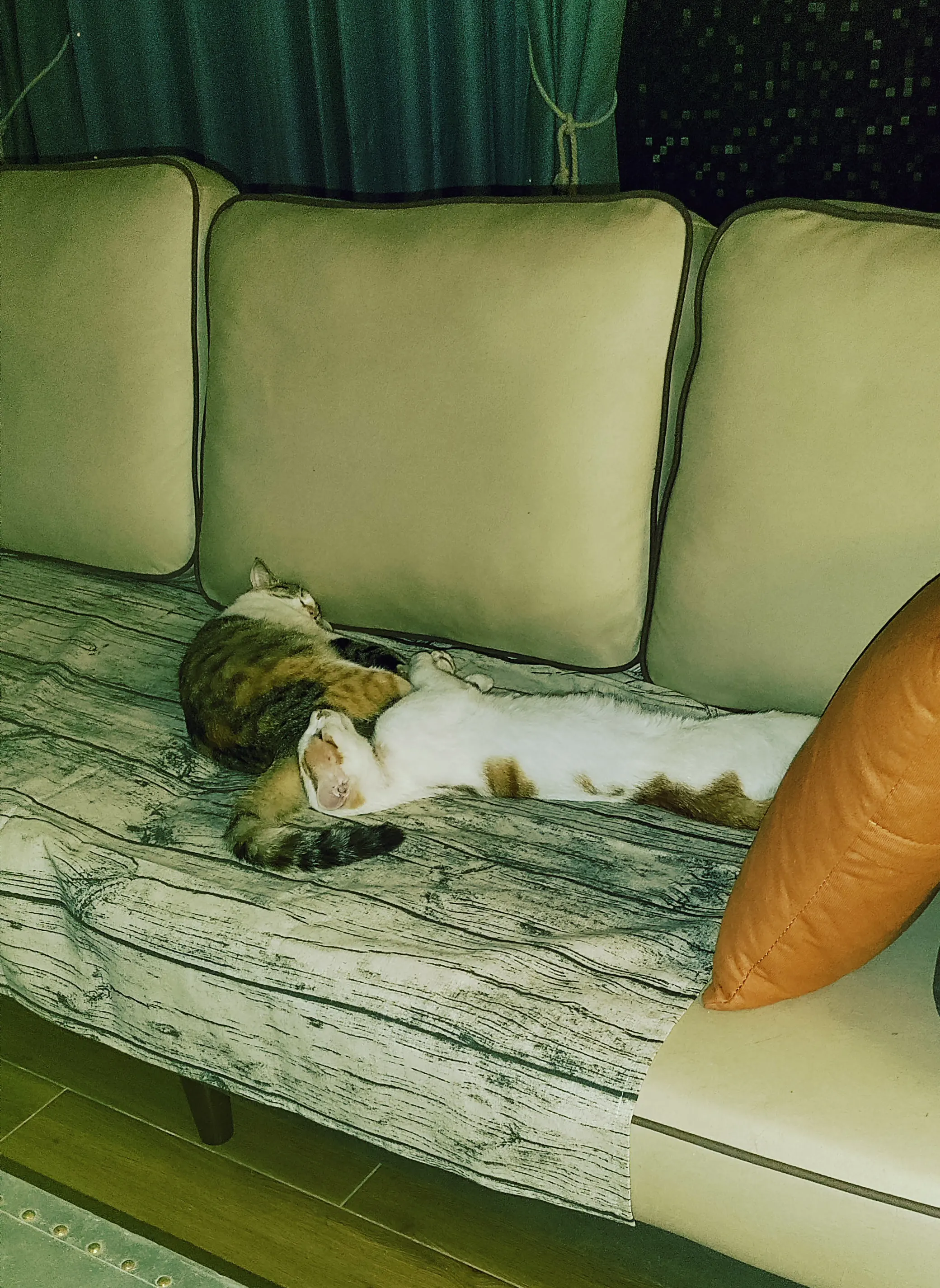 Ginger and Cross sleep like a baby